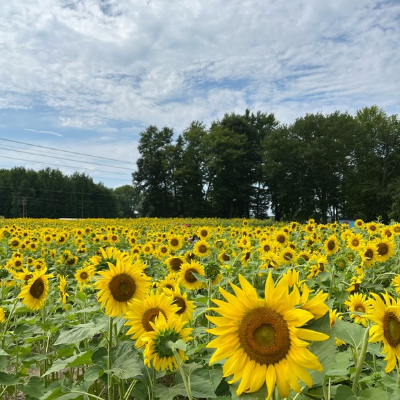 Meet your Posher, Joyce - Picture 1 of 1